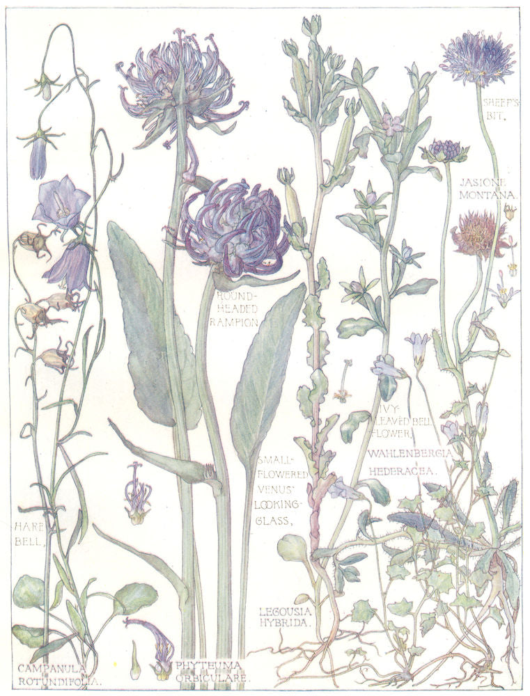 BELL-FLOWERS. Campanulaceae.Sheef's Bit;Ivy Leaved Bell Flower;Hare Bell 1907